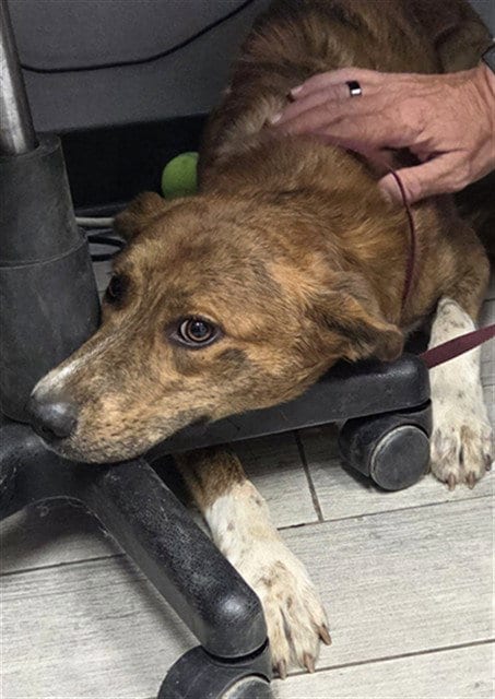 Photo of Toasty Toast, adoptable Queensland Heeler in Lake Isabella, California