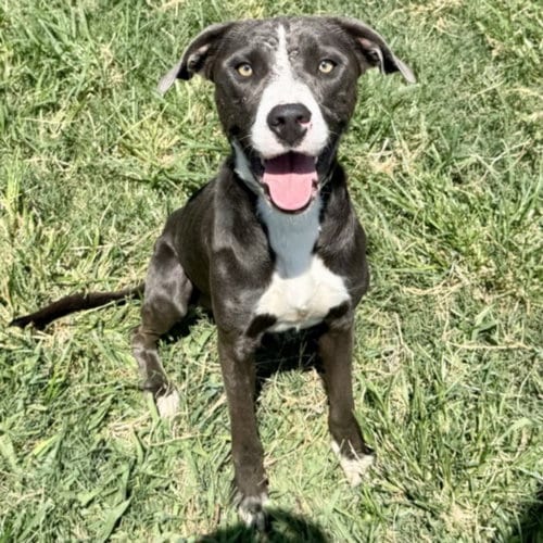 Photo of Archie, adoptable Staffordshire Bull Terrier in Houston, Texas
