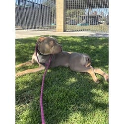 Photo of Momma, adoptable American Pit Bull Terrier in Jurupa Valley, California