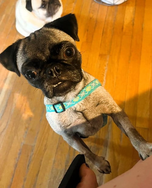 Photo of Bash, adoptable Pug in Millis, Massachusetts