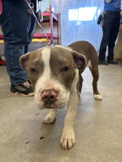 Photo of Dallas, adoptable Pit Bull Terrier in Camarillo, California