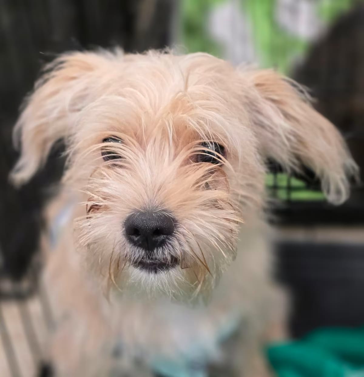 Photo of Buckwheat PF, adoptable Fox Terrier (Wirehaired) in Everett, Washington