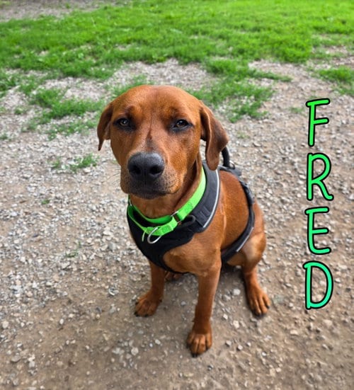 Photo of Fred, adoptable Terrier in Port Clinton, Ohio