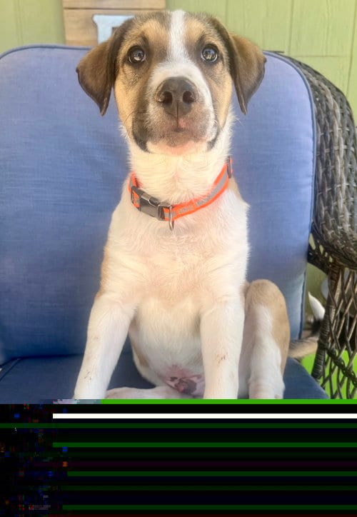 Photo of Cosmo #3, adoptable American Pit Bull Terrier in Chandler, Arizona