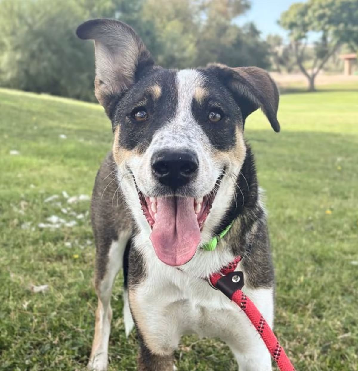 Photo of Pinta, adoptable Australian Cattle Dog in Tucson, Arizona