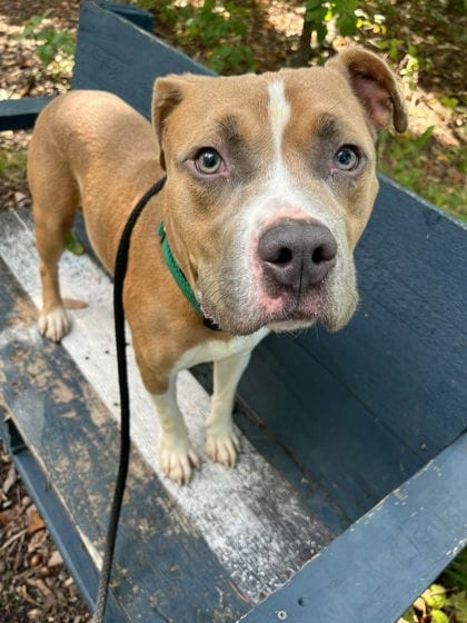 Photo of Toffee (Etouffee), adoptable dog in Baltimore, Maryland
