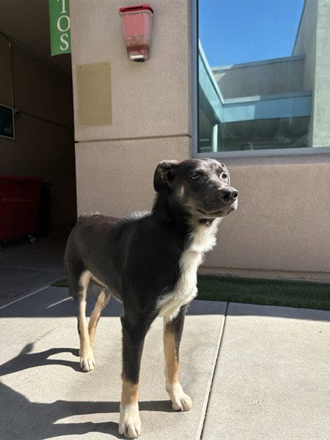 Photo of Sky, adoptable German Shepherd Dog in San Jose, California
