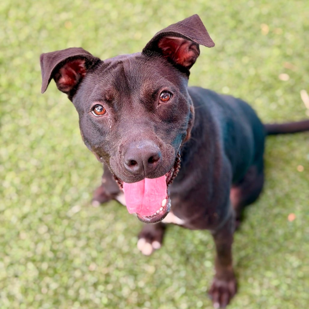 Photo of Kevyn, adoptable Retriever / Mix in San Antonio, Texas