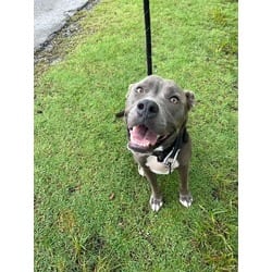 Photo of Indiana, adoptable American Bulldog in Doral, Florida