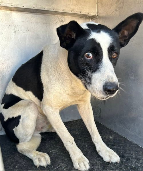 Photo of Olive, adoptable Pit Bull Terrier in HESPERIA, California