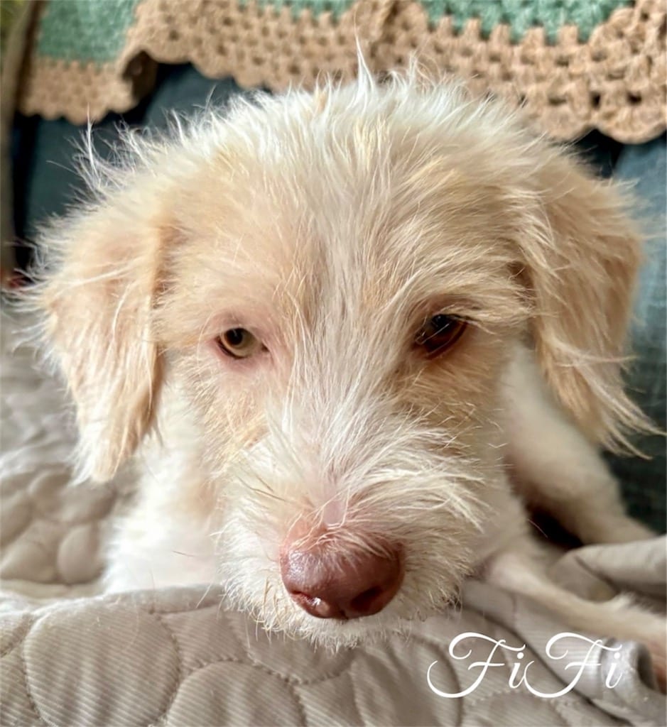 Photo of Fifi, adoptable Terrier in West Bloomfield, Michigan