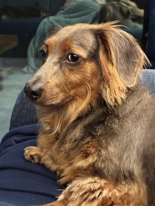 Photo of Benji, adoptable Dachshund in Tampa, Florida