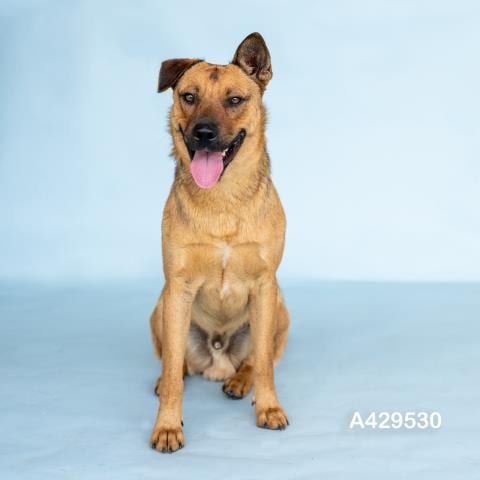 Photo of Beckham, adoptable Black Mouth Cur in Conroe, Texas