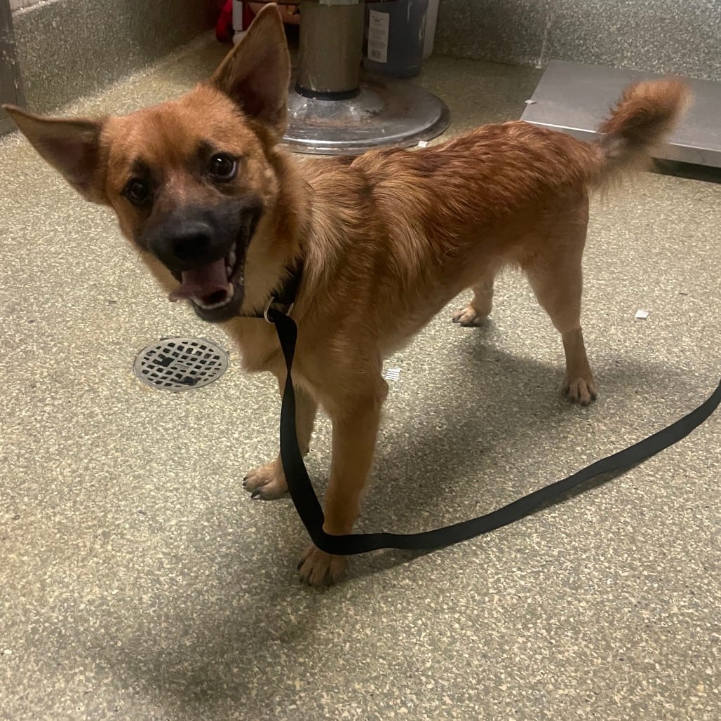 Photo of Wooper - Chino Hills Location, adoptable Pug / Chihuahua