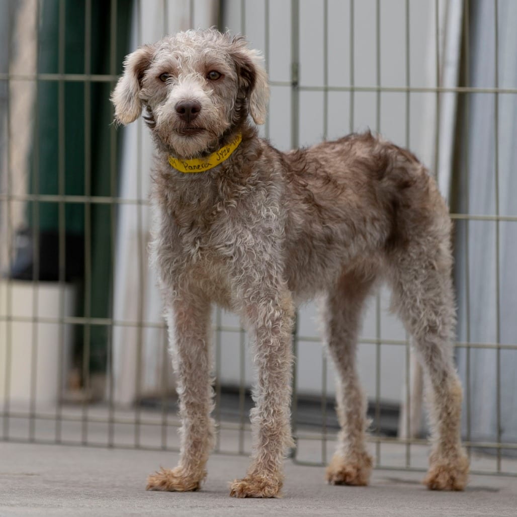 Photo of Panera (JY26-115), adoptable Schnauzer, Miniature / Poodle, Miniature in Colorado Springs, Colorado