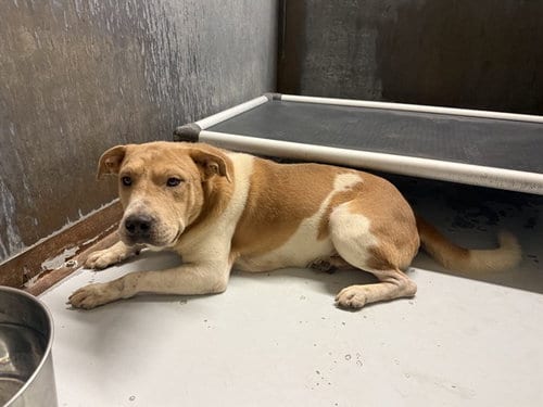 Photo of Mork, adoptable Chinese Shar-Pei in Conroe, Texas