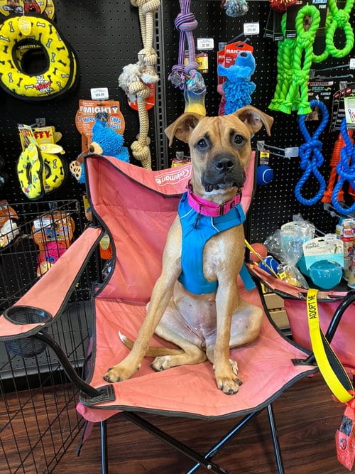 Photo of Willow, adoptable Boxer in Dallas, Texas