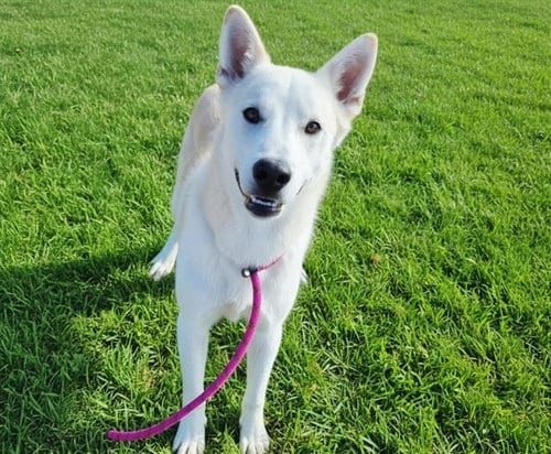 Photo of Kodak, adoptable German Shepherd Dog in Albuquerque, New Mexico