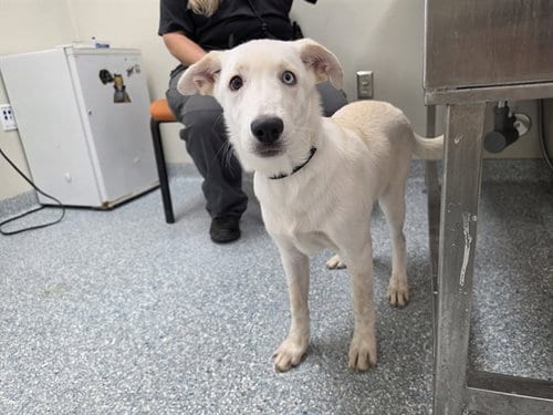 Photo of Belldonna, adoptable Labrador Retriever in Garland, Texas
