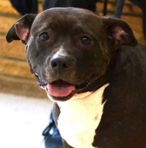 Photo of Lola, adoptable Pit Bull Terrier in Germanton, Tennessee