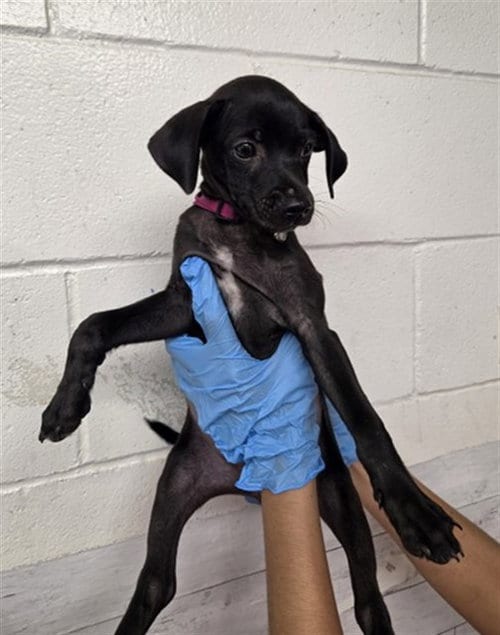 Photo of Olivia, adoptable Labrador Retriever in San Bernardino, California