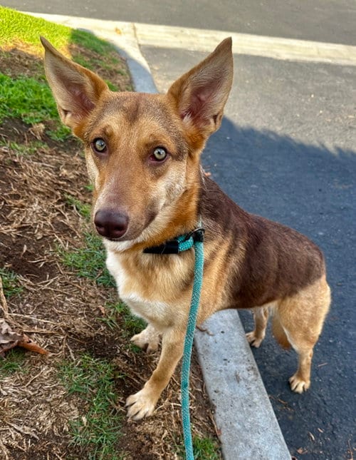 Photo of Savannah, adoptable Australian Kelpie in Newport Beach, California