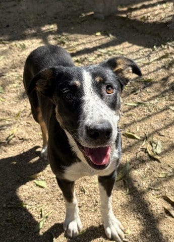 Photo of Spumoni, adoptable Border Collie in Redlands, California