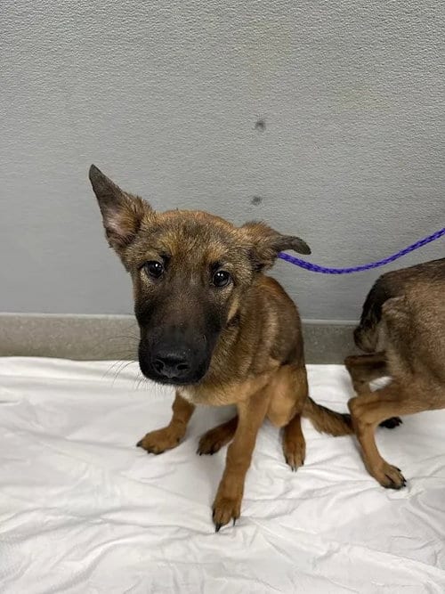 Photo of Marilyn, adoptable German Shepherd Dog in Las Vegas, Nevada