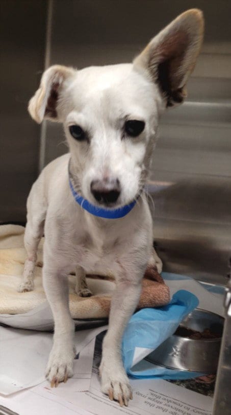 Photo of Mouser, adoptable Chihuahua in Van Nuys, California