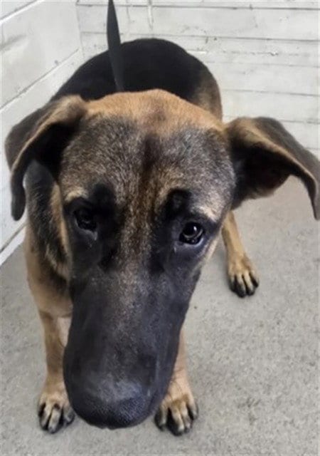 Photo of Norman, adoptable German Shepherd Dog in San Bernardino, California