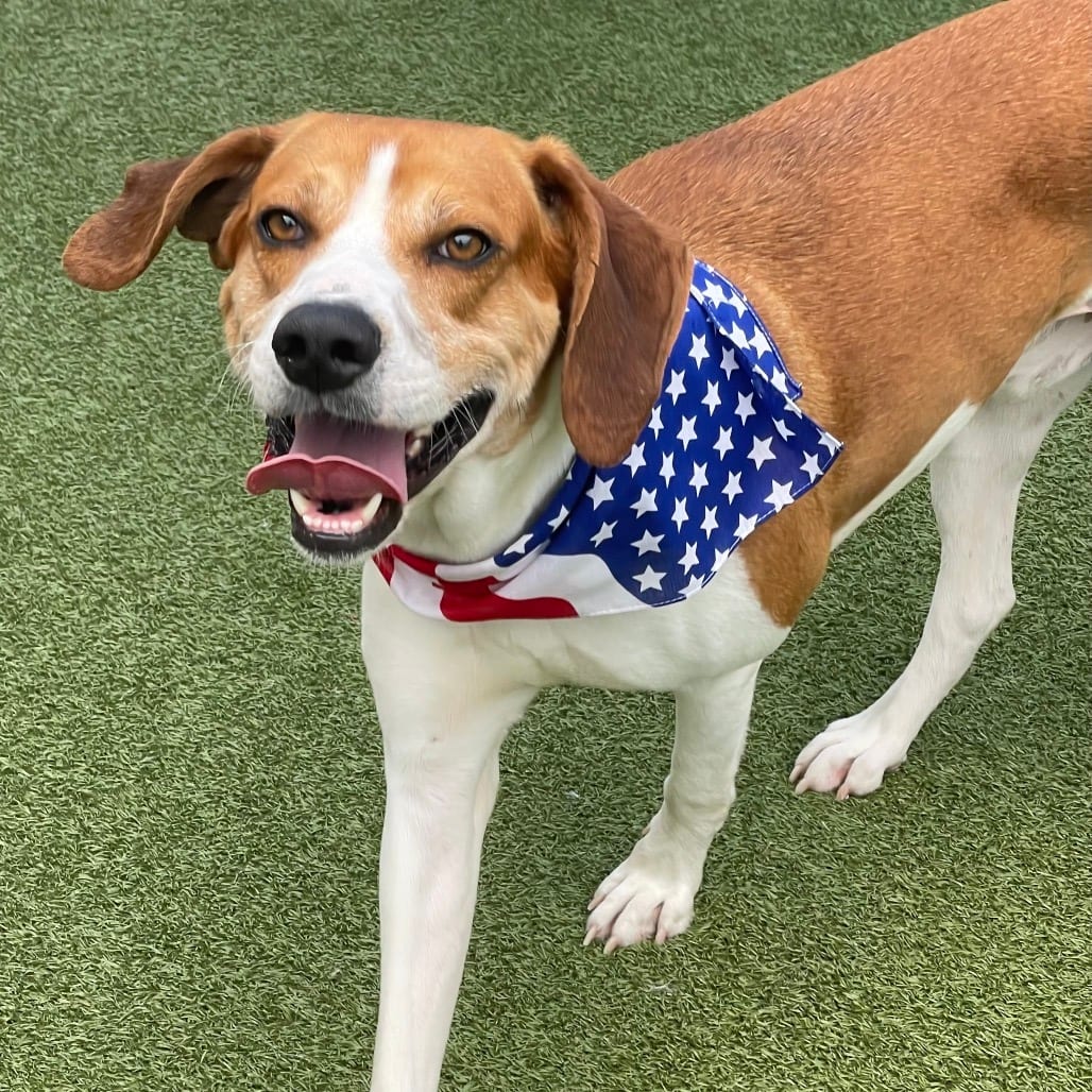 Photo of Forrest, adoptable Coonhound, Treeing Walker in Jacksonville, North Carolina
