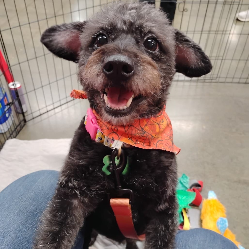 Photo of Stella, adoptable Poodle / Mixed Breed (Small) in Pleasanton, California