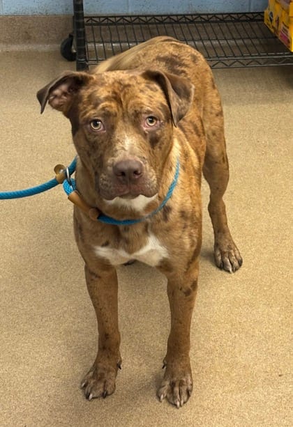 Photo of Discovery, adoptable dog in Chamblee, Georgia