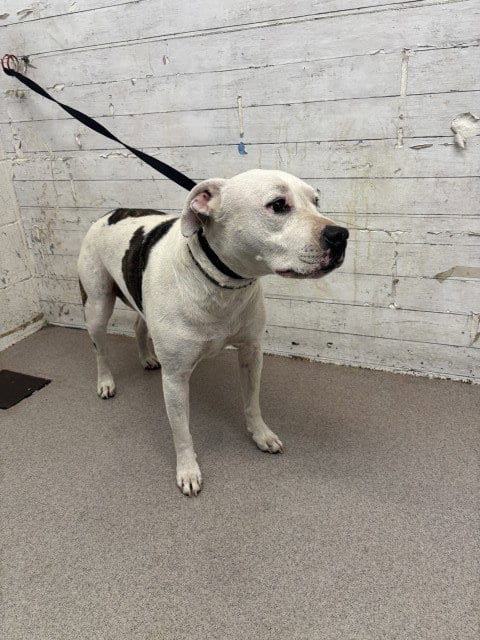 Photo of Aurora, adoptable Pit Bull Terrier in San Bernardino, California