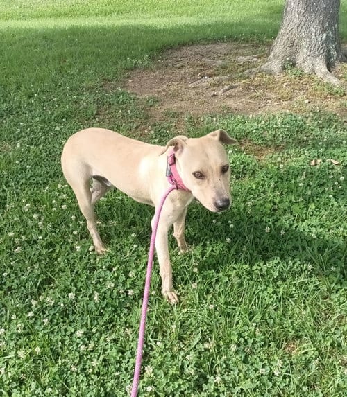 Photo of Parker, adoptable Black Mouth Cur in Monticello, Mississippi