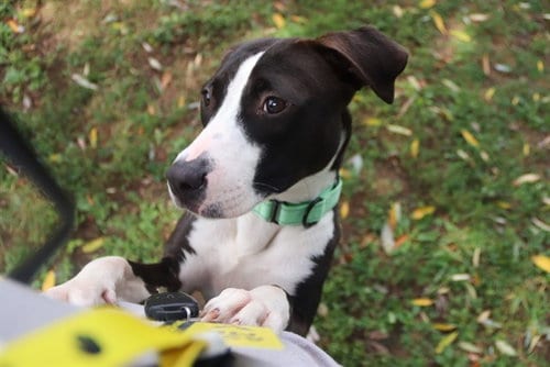 Photo of Venus, adoptable American Pit Bull Terrier in St Peters, Missouri