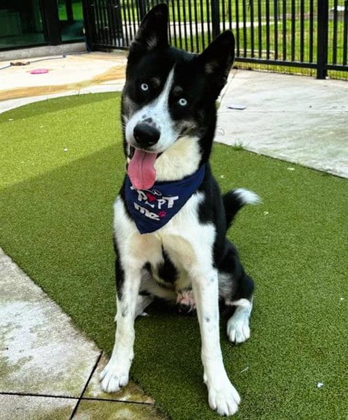 Photo of Diesel, adoptable Siberian Husky in Fort Lauderdale, Florida