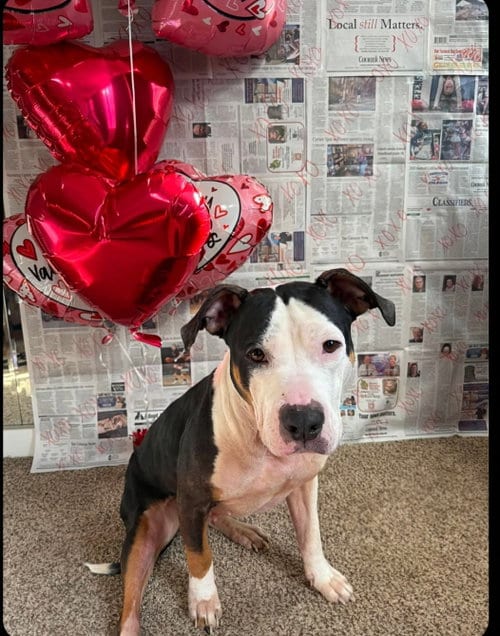 Photo of Harley, adoptable Staffordshire Bull Terrier in Maryville, Tennessee
