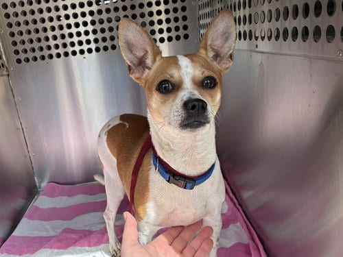 Photo of Cornpop, adoptable Chihuahua in Mesa, Arizona