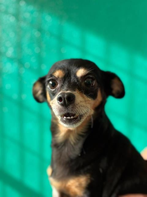 Photo of Shock, adoptable Chihuahua in Visalia, California