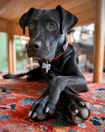 Photo of Saint, adoptable dog in Atlanta, Georgia