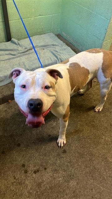 Photo of Jocarl, adoptable Pit Bull Terrier in Sacramento, California