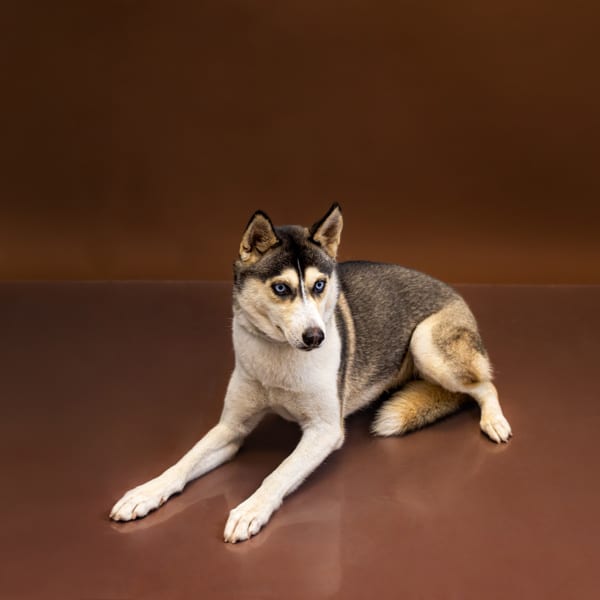 Photo of Magic Hw+, adoptable Siberian Husky cross in Lawrenceville, Georgia