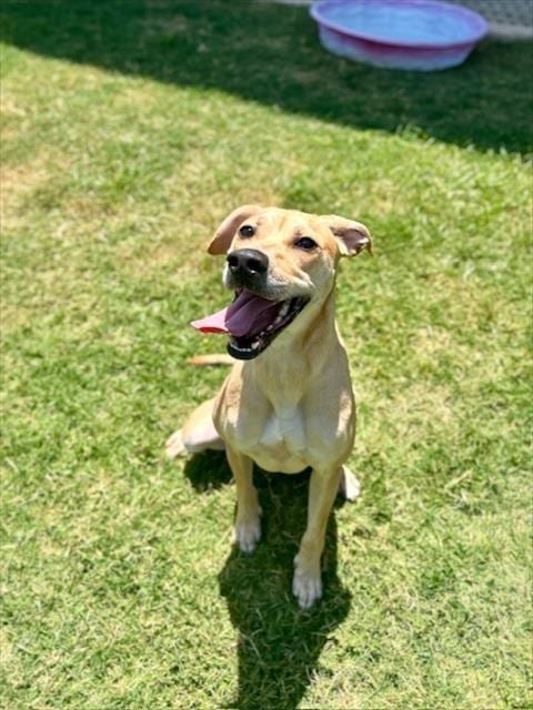 Photo of Stella, adoptable Catahoula Leopard Dog in Temple, Texas