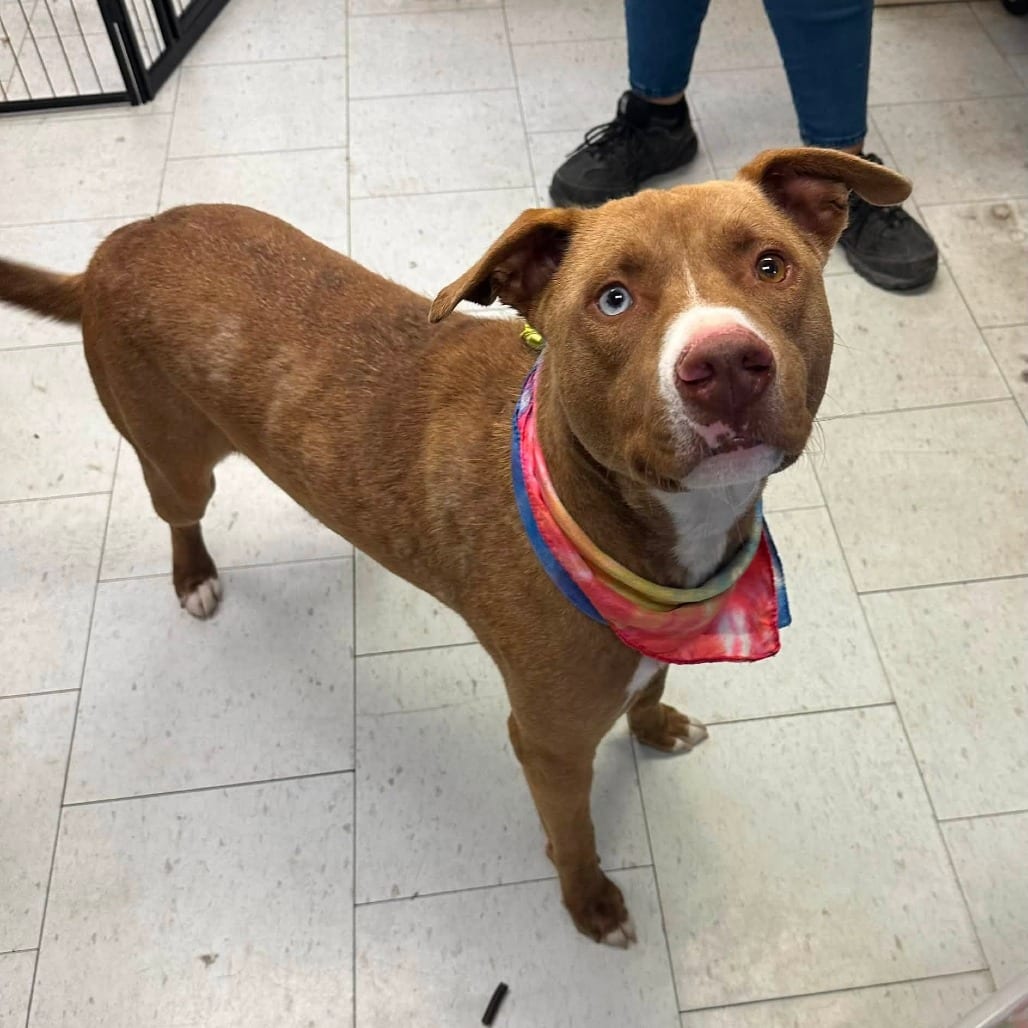 Photo of Hoshi, adoptable Mixed Breed (Medium) in San Francisco, California