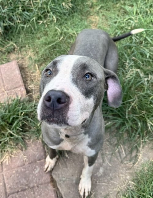 Photo of Mochi Donut, adoptable Staffordshire Bull Terrier in Houston, Texas