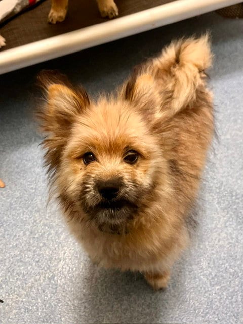 Photo of Coco, adoptable Terrier in Webster, Wisconsin