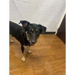 Photo of 61849305, adoptable Labrador Retriever in Baton Rouge, Louisiana