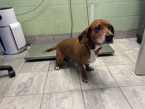 Photo of Gus, adoptable Basset Hound in Grand Prairie, Texas