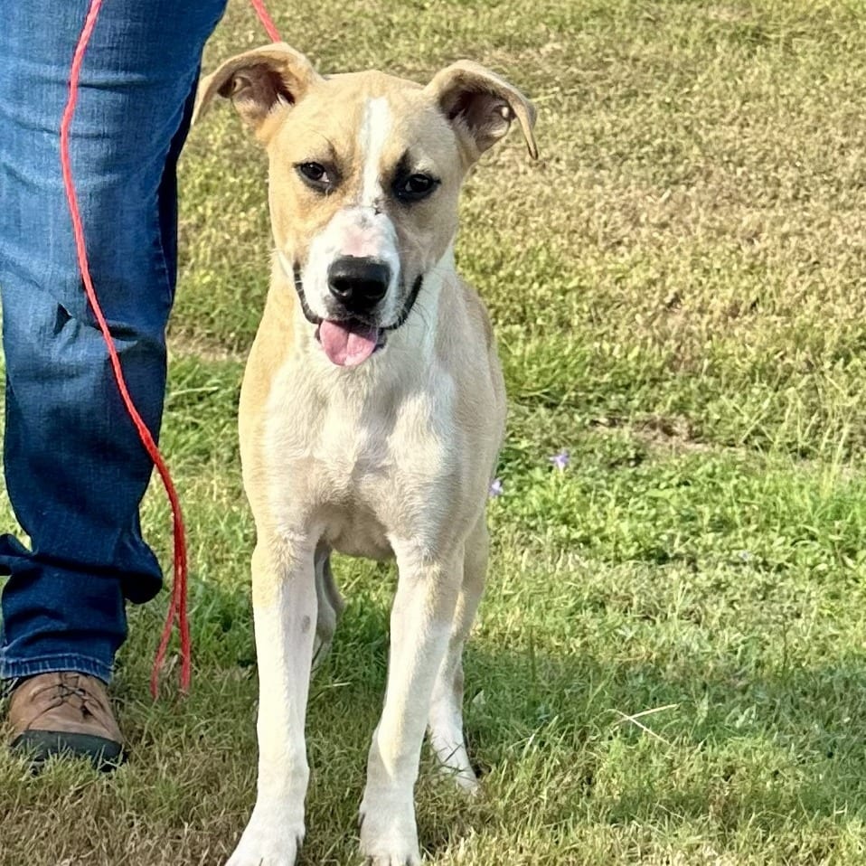 Photo of Ziggy <3, adoptable Mixed Breed (Medium) / None in Houston, Texas